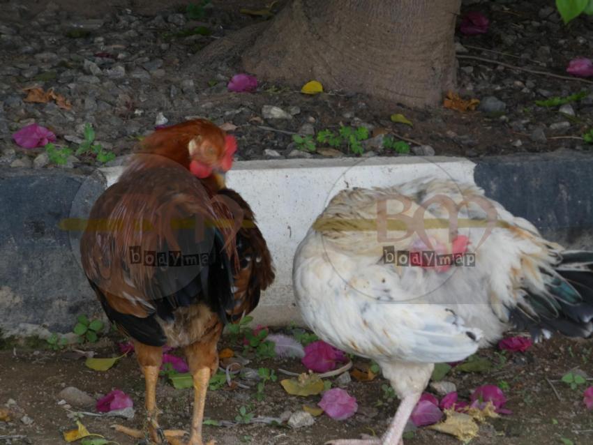 Cock_and_hen