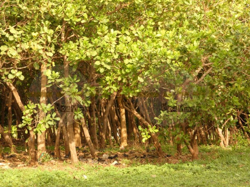 Cashew_Plantation
