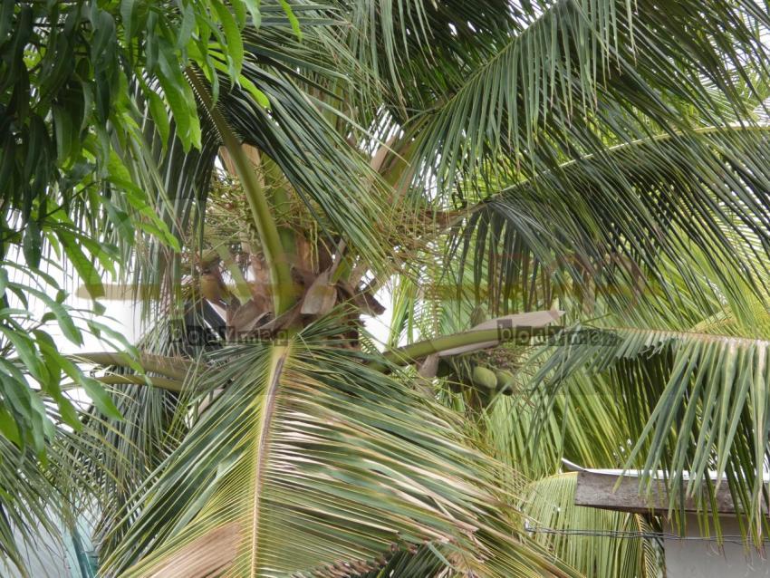 Coconut_tree