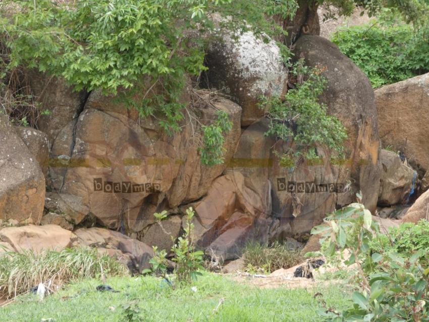 PLant_in_between_rock