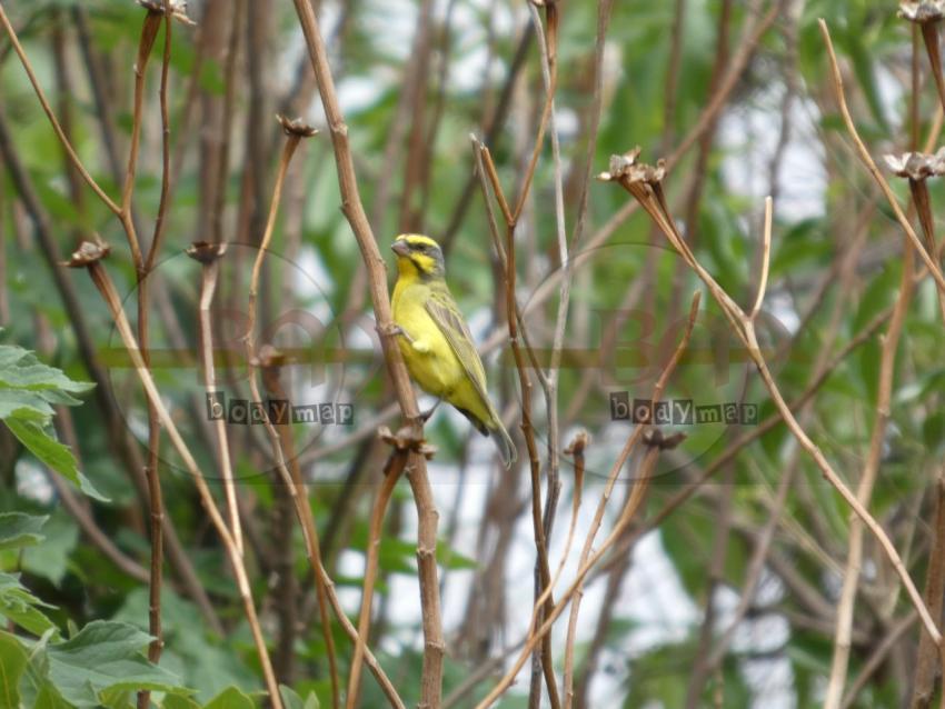 Bird_on_dry_tree