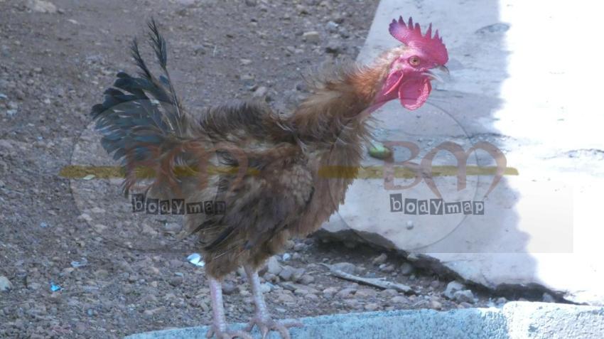Chiken