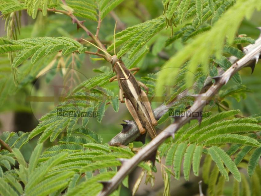 Grasshopper