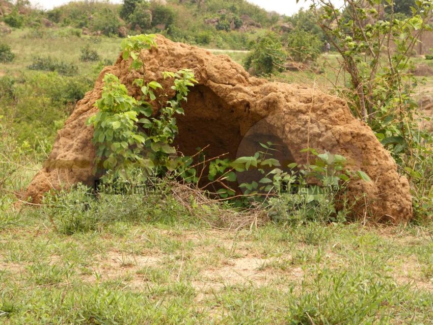 Nest_termite