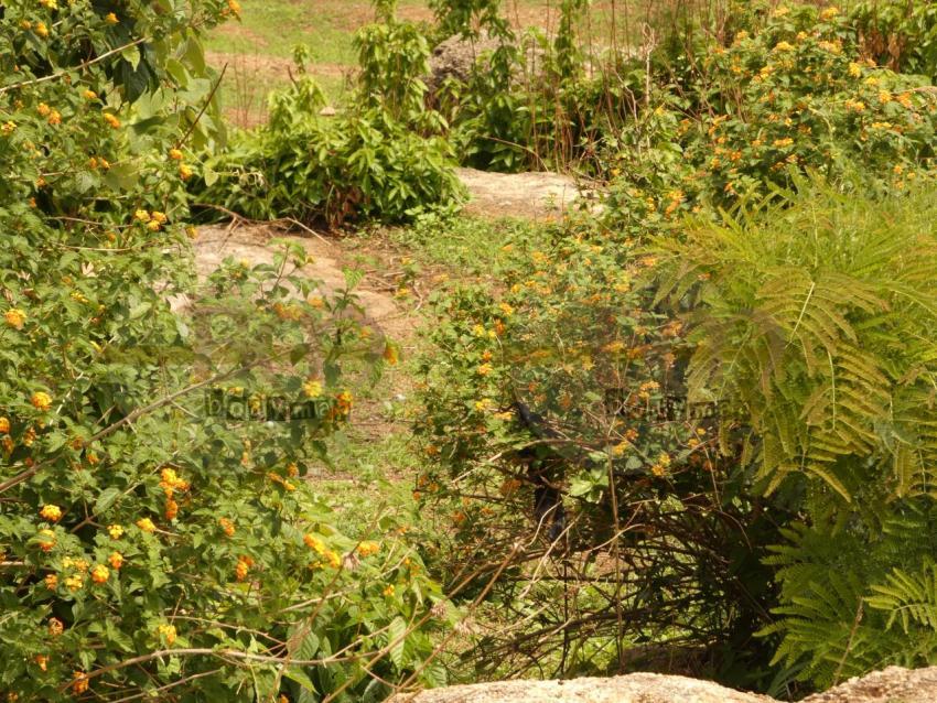 flouring_garden