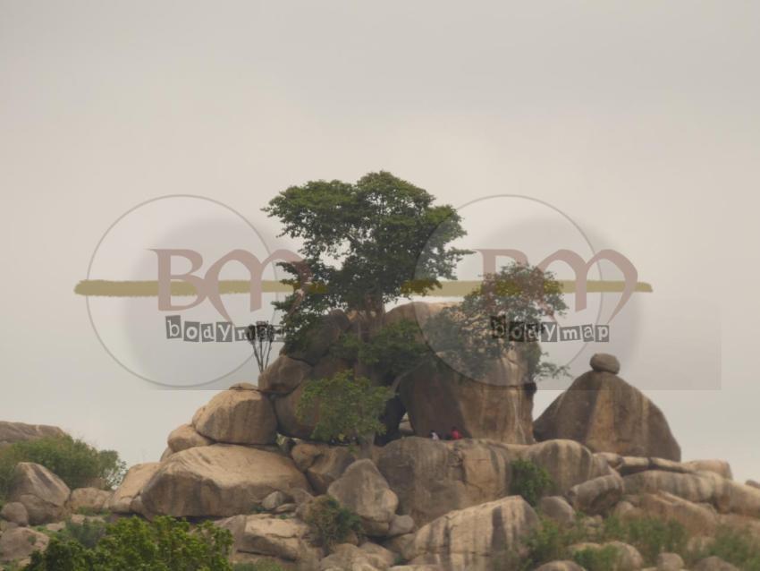 Tree_stone