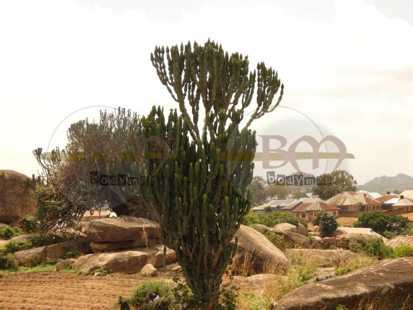Cactus