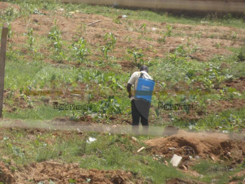 Local_farmer