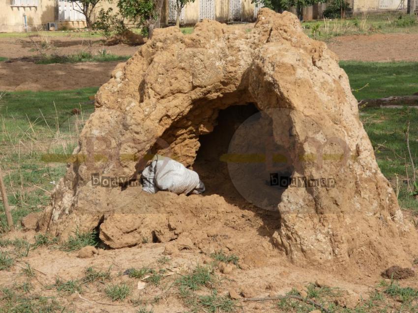 Termite_tower