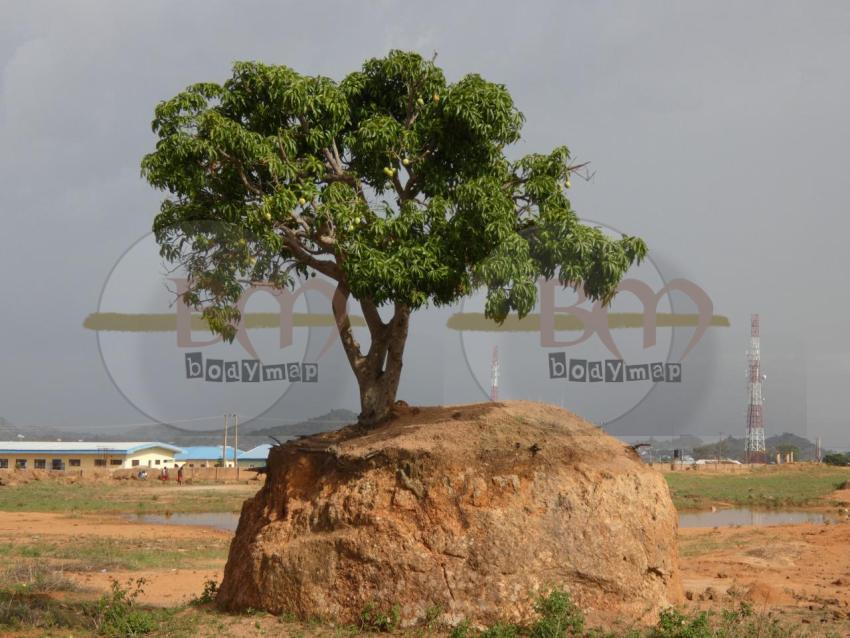Suspended_tree