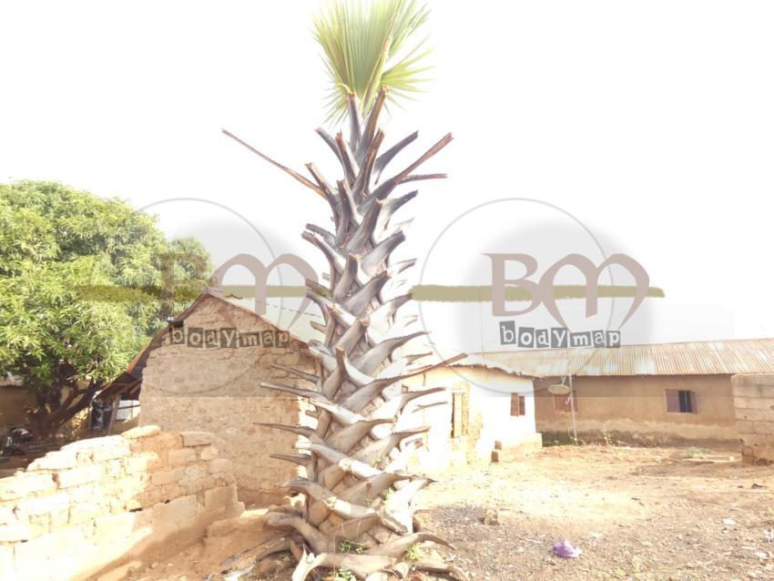 Acienttree